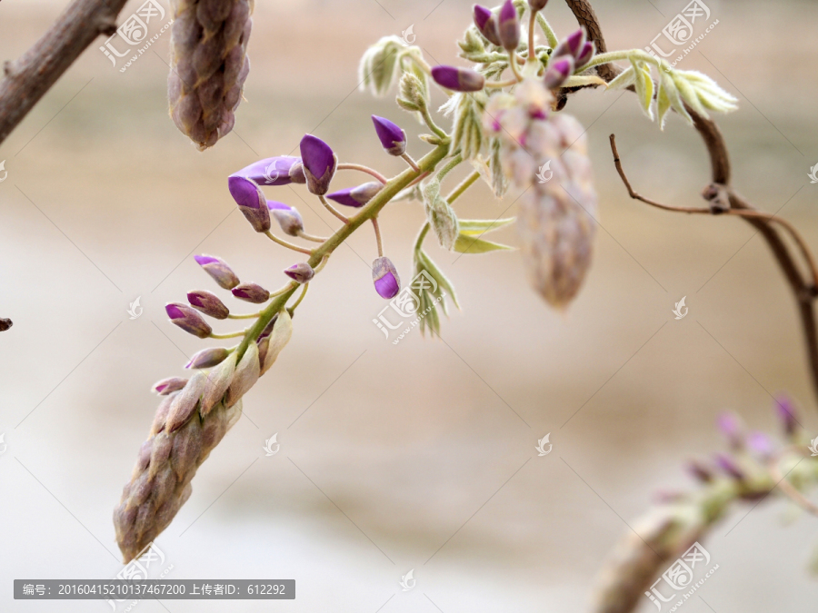 花蕾,紫藤