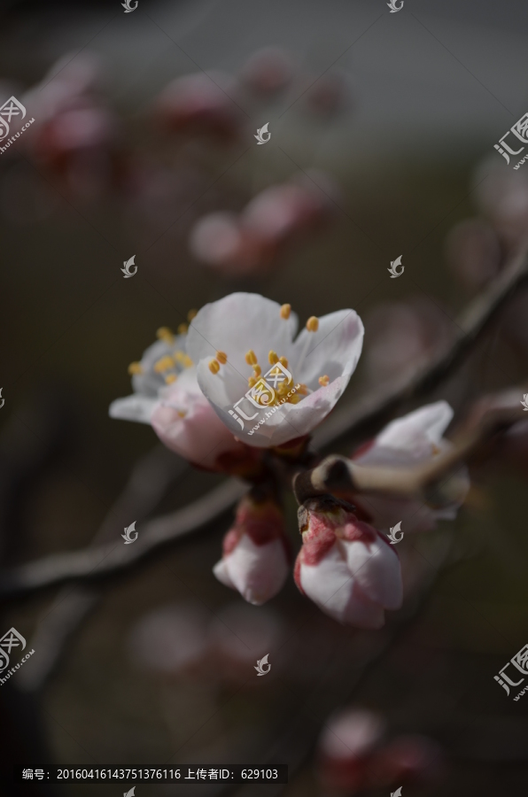 杏花