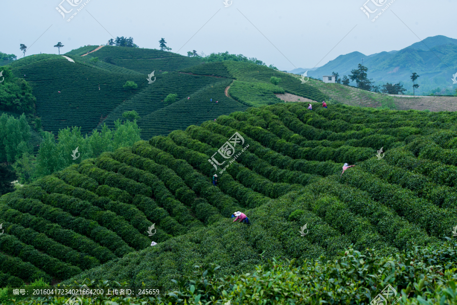 茶园