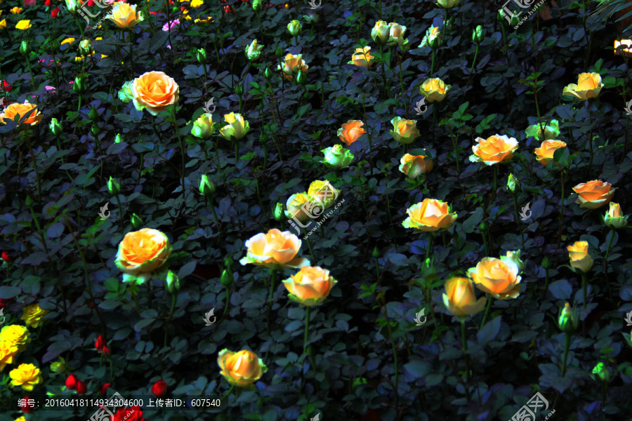 玫瑰花丛,花丛植物,植物园
