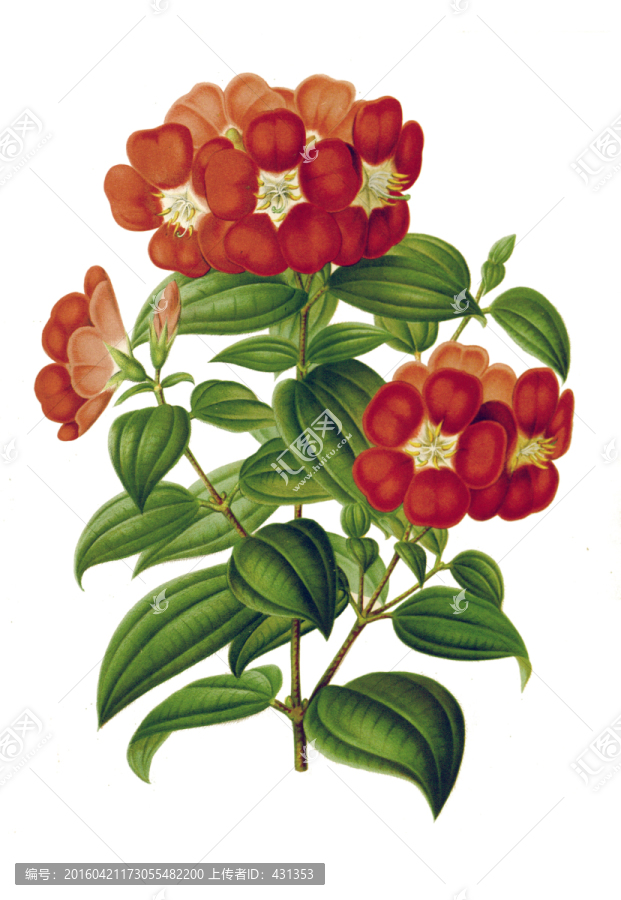 手绘花朵
