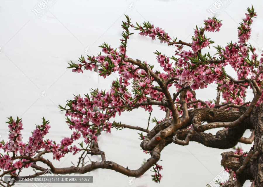 桃花