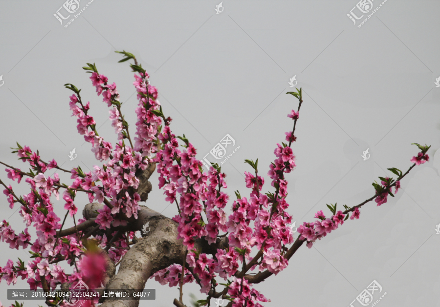桃花
