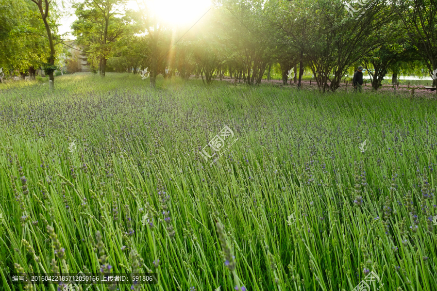 夕阳树林薰衣草