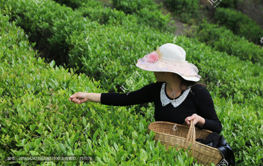 茶园,茶场,采茶人