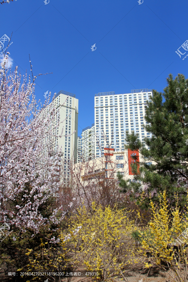 桃红柳绿,花卉,花树,楼区