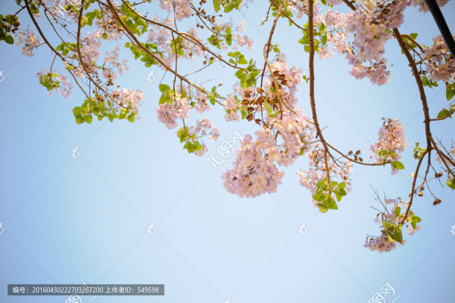 天空的花朵