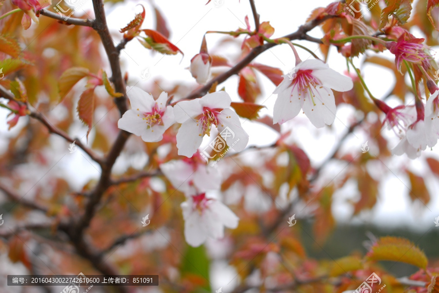 樱花