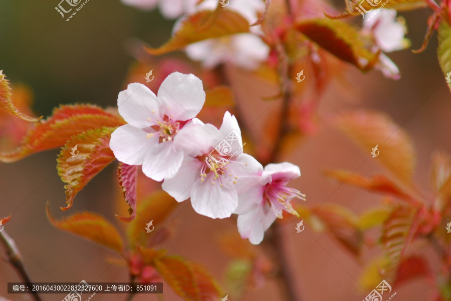 八幡平国立公园,樱花