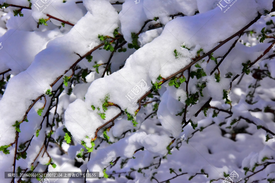 春雪,榆树