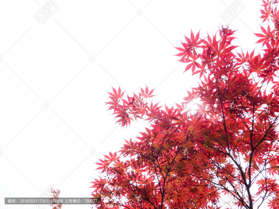 红枫叶,鸡爪槭鸡爪枫