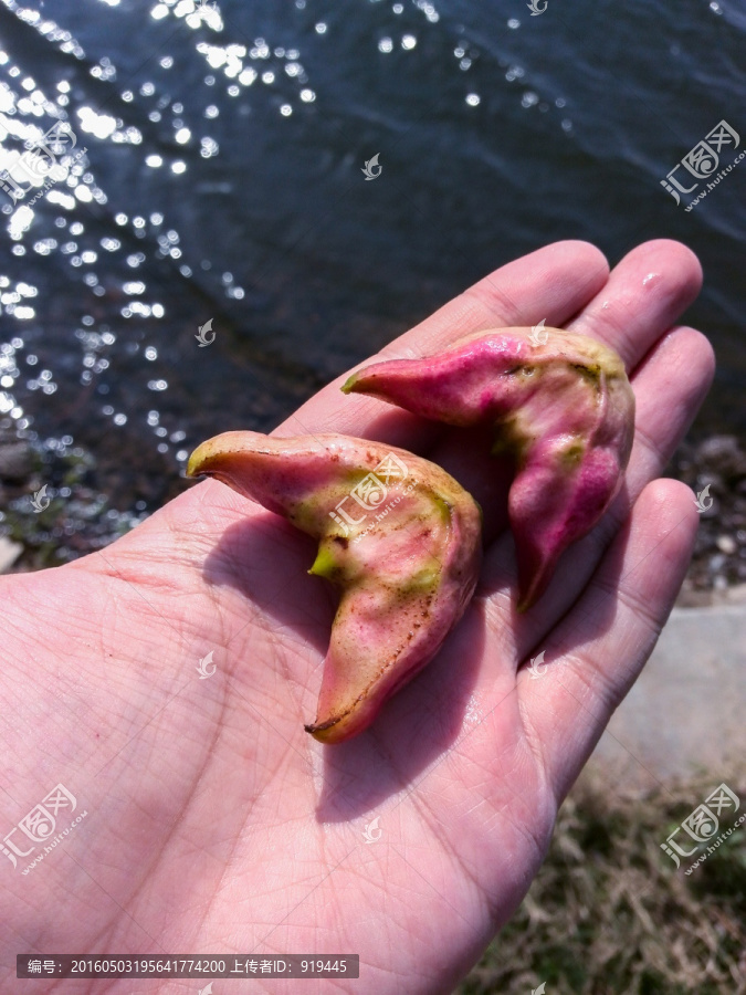 菱角