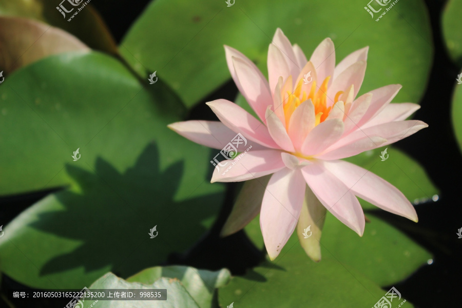 水莲花