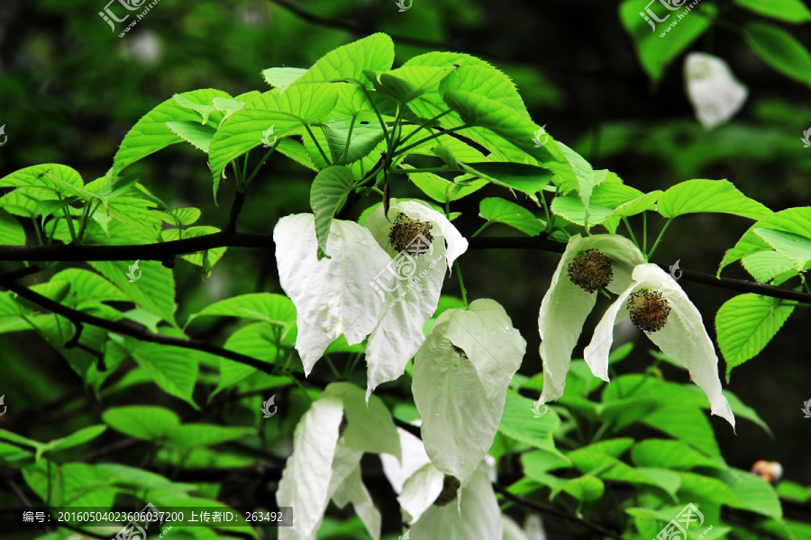 鸽子花