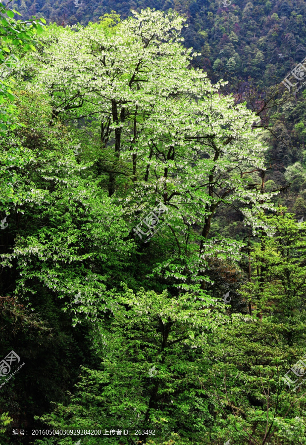 鸽子花,珙桐花