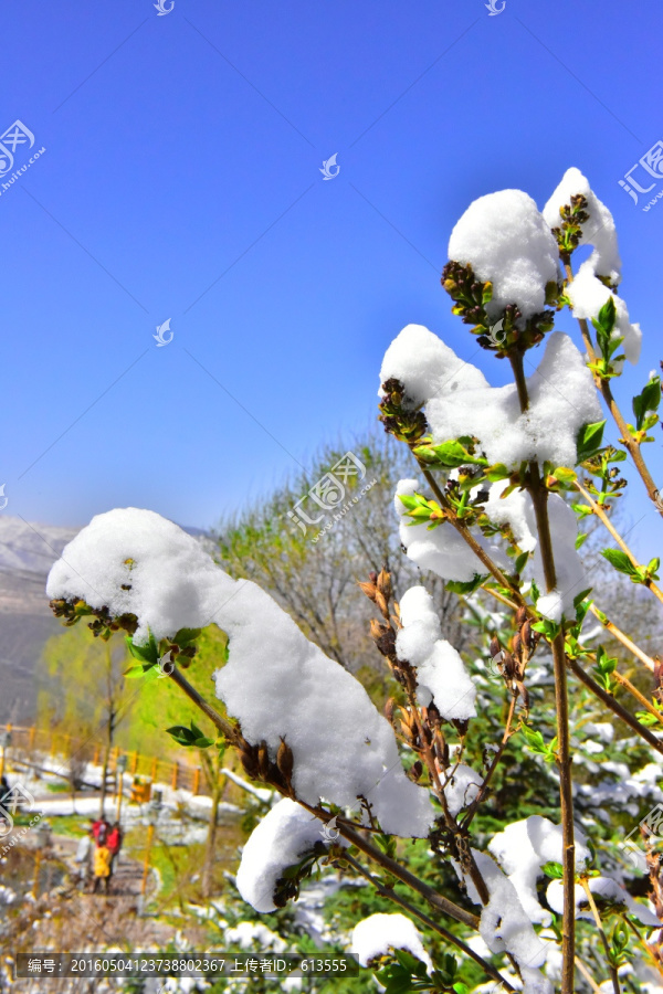 春雪,绿叶,花苞