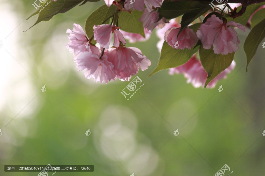 樱花节