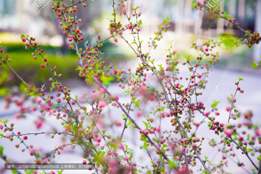 花苞,满树红花