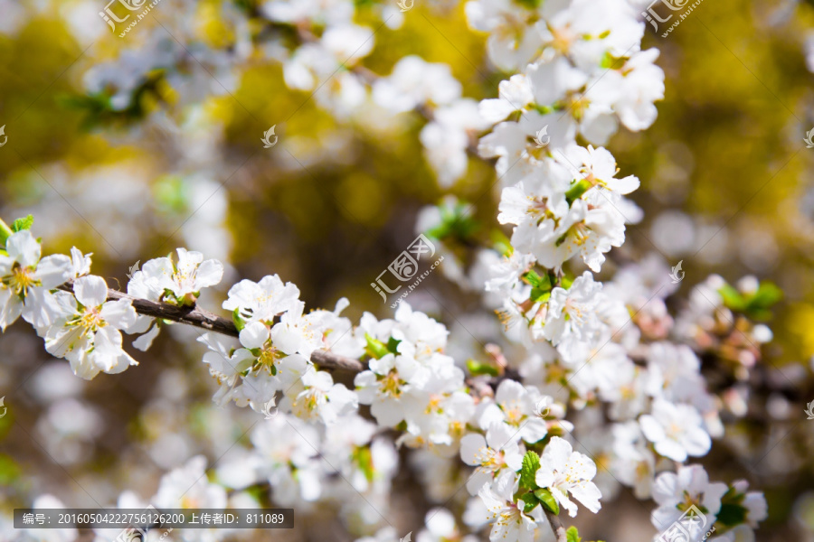 樱桃花,樱桃树,山花盛开