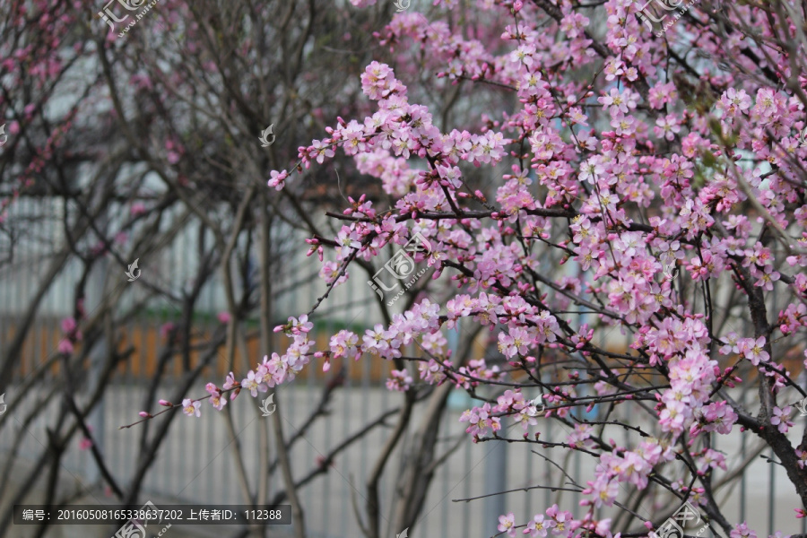 黑龙江,春天,第一花,小桃红桃