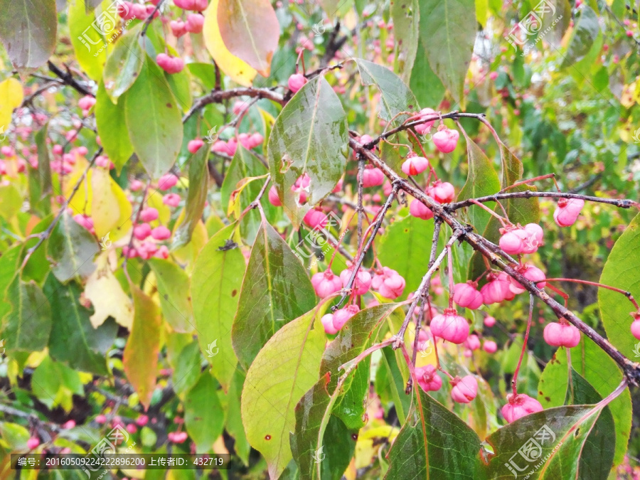 秋季粉色果实植物