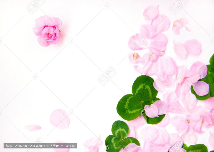 粉色花朵花瓣,白背景,三叶草