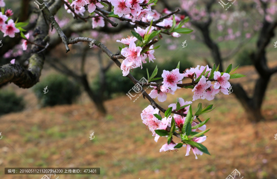 桃花