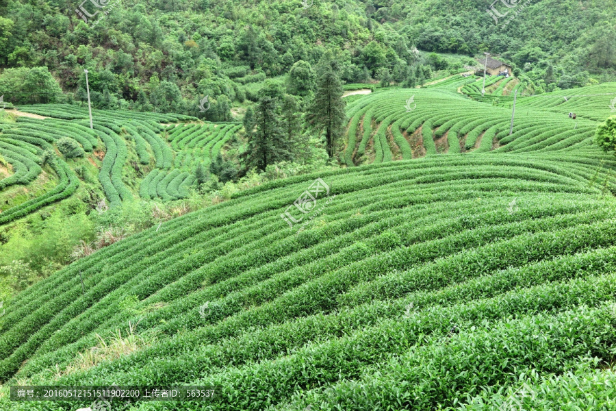 绿色茶山