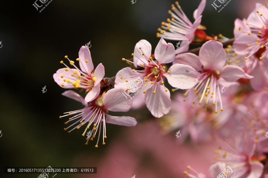 绽放的桃花