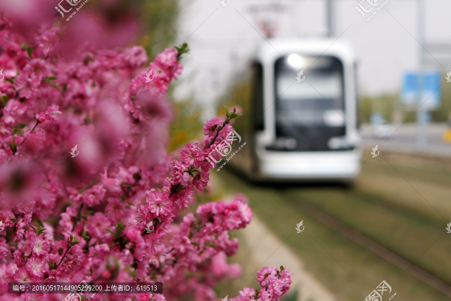 花丛中有轨电车
