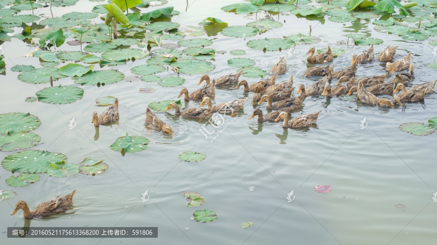 荷塘生态麻鸭子