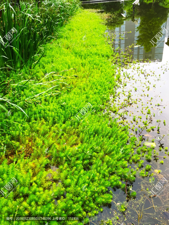 水草