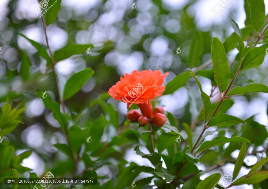 石榴花