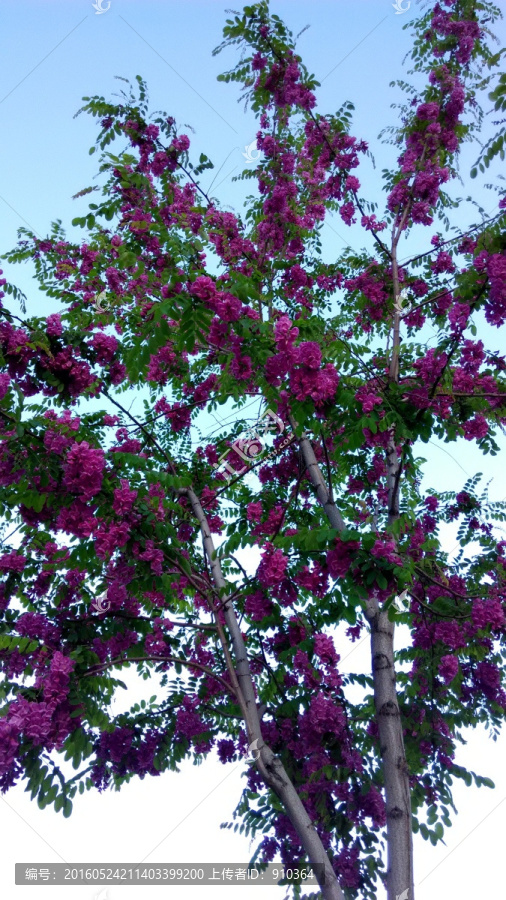 香花槐