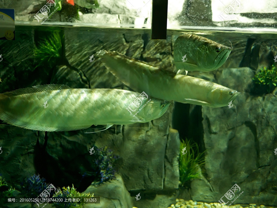 南美鱼类银龙鱼