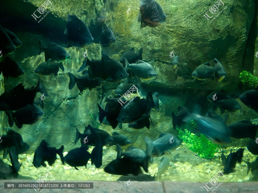 黑银板鱼水族鱼缸