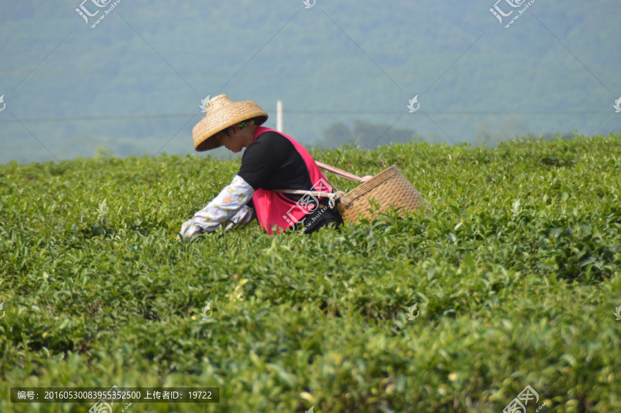 海南白沙绿茶,采茶的茶农