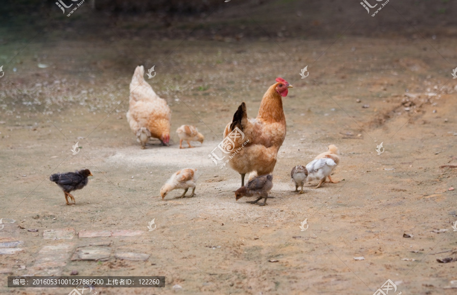 一群鸡,母鸡,小鸡