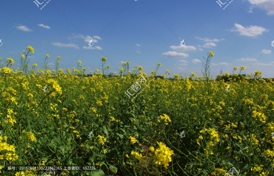 油菜花