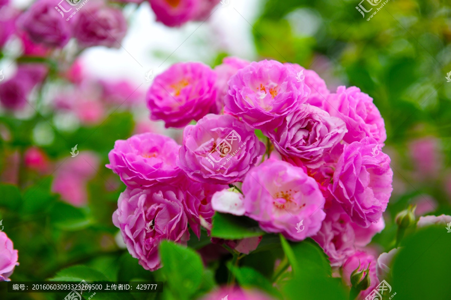 鲜花,红花