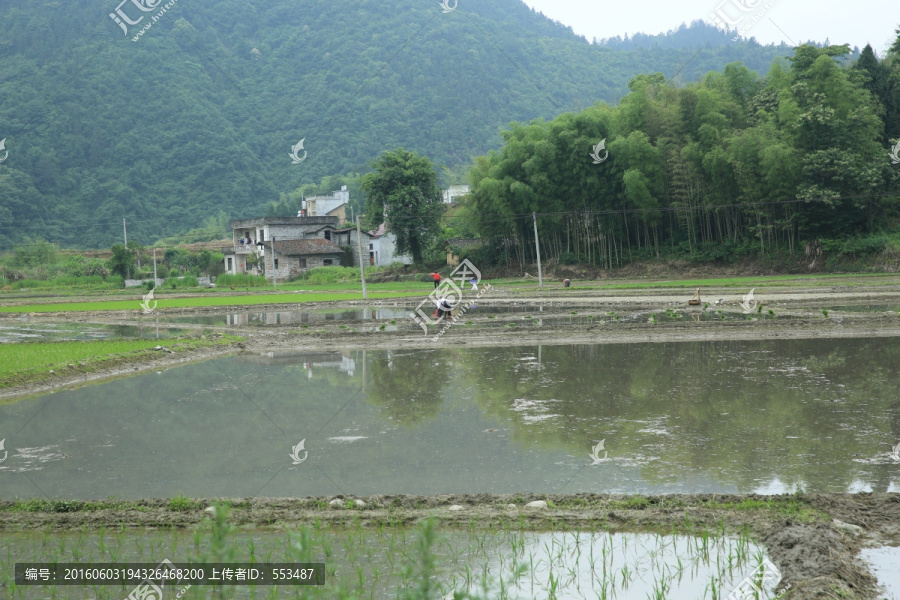 田野,稻田,乡村,村庄,农田