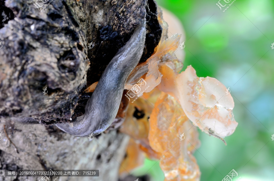 木耳上爬行的蛞蝓