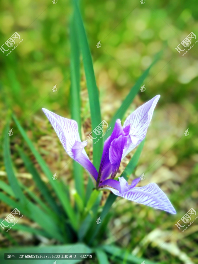 鸢尾花