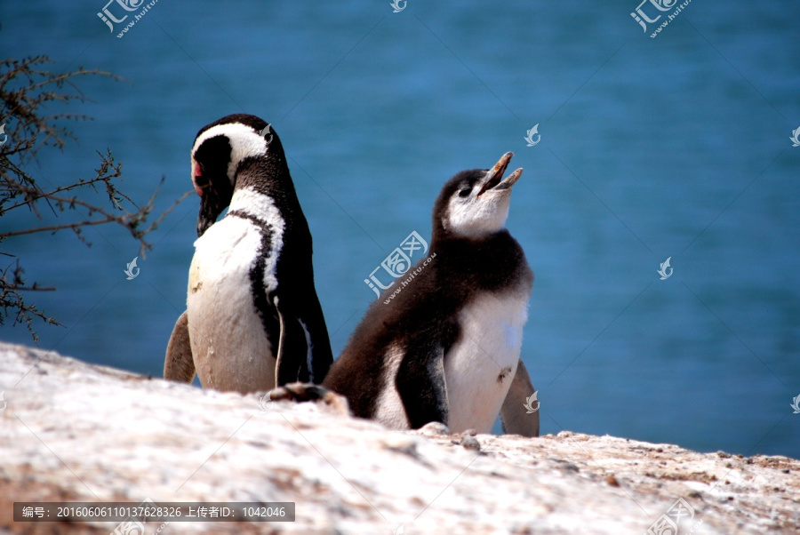 阿根廷巴塔哥尼亚企鹅