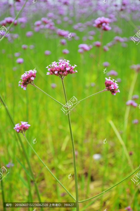 马鞭草