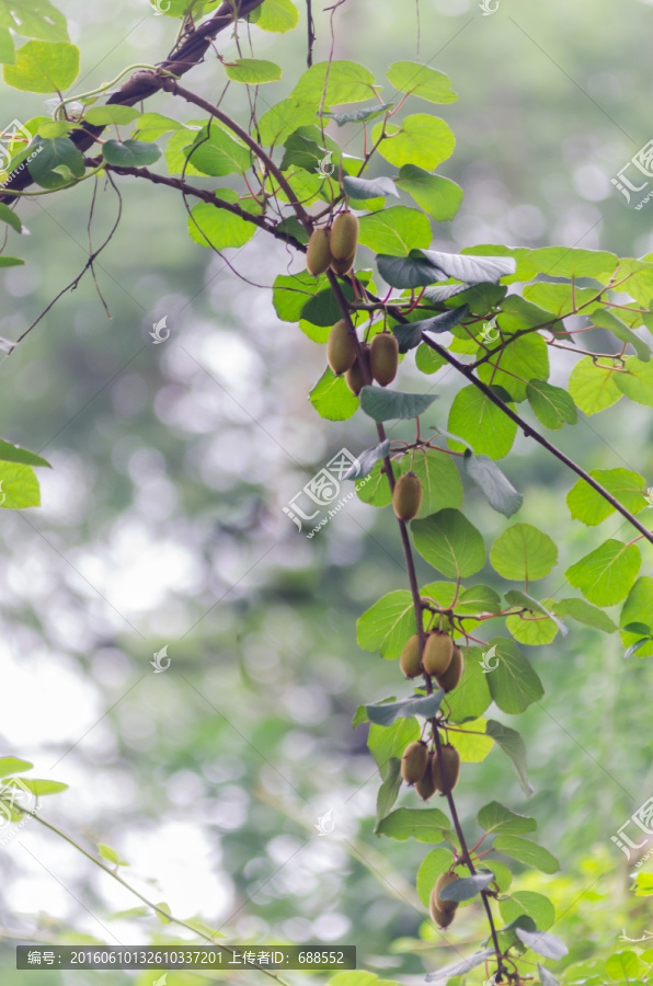 生长的猕猴桃