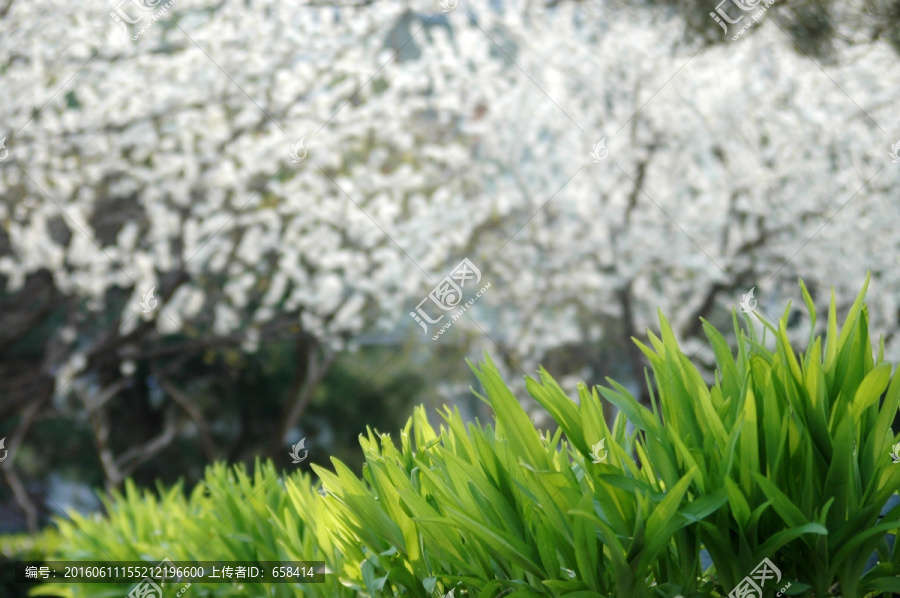 绿叶白花