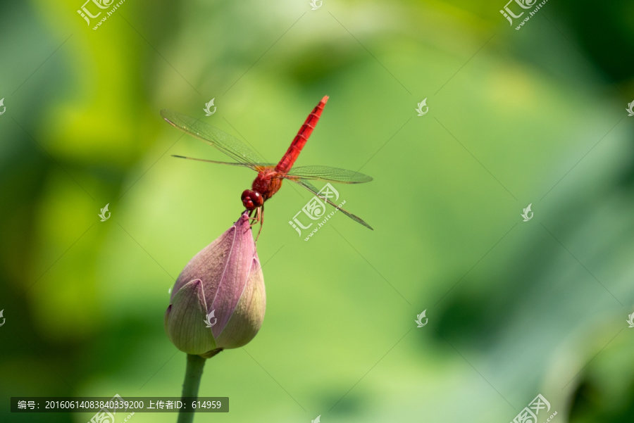 蜻蜓小荷