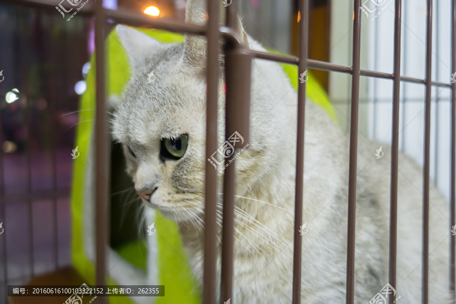 关在笼子里的猫