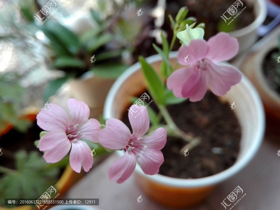 王不留行花,麦蓝菜